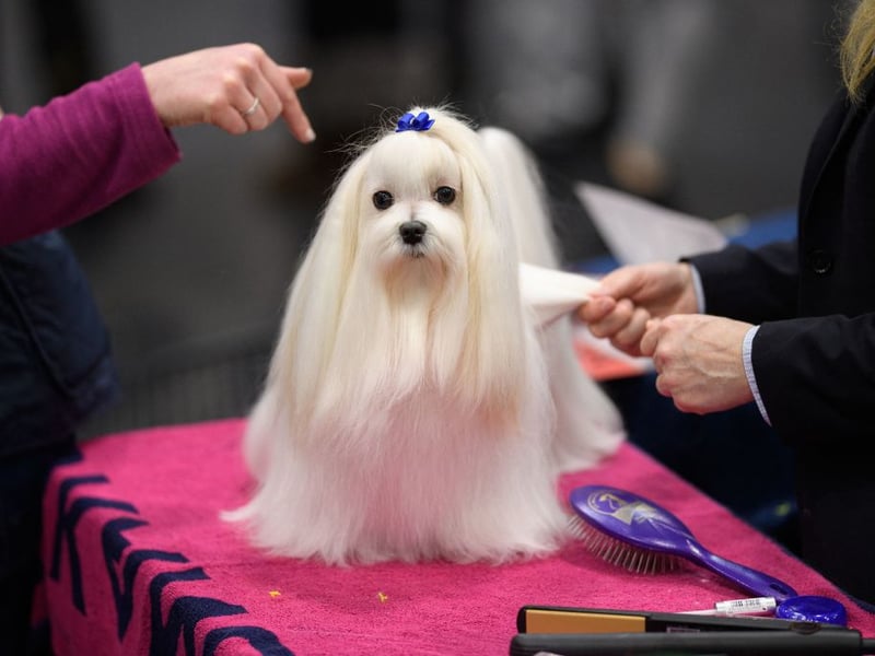Small dogs also have small bladders - meaning they are sometimes more difficult to house break. That's not an issue with the Maltese, who pretty much toilet train themselves. 