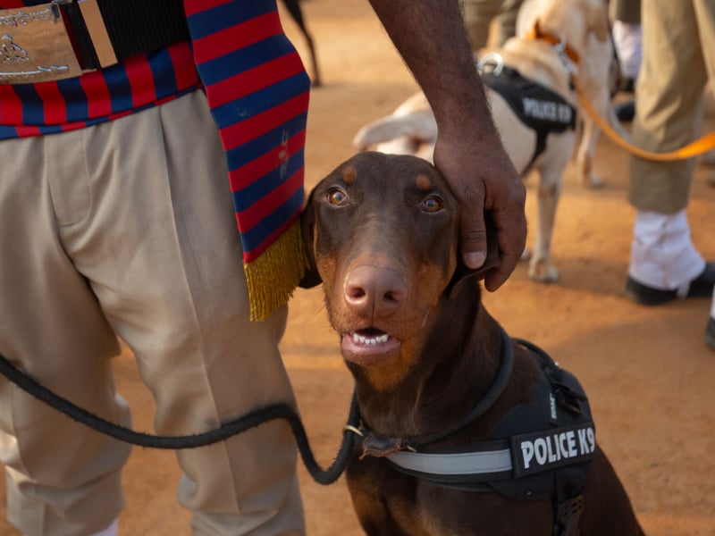 The Doberman Pinscher is a naturally fastidious and neat breed, so toilet training is something that they seem bred for. Most Dobermans will be house broken within a matter of days. Photo: Canva/Getty Images