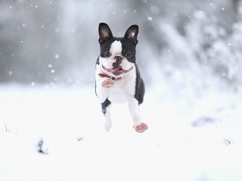 The Boston Terrier shouldn't take must convincing to pop out for the toilet. Any lingering stubborness can be sorted out with treats. 