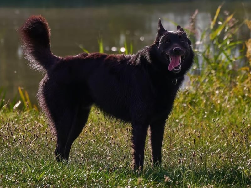 You are unlikely to bump into the rare Japanese Kai Ken dog breed in the UK, but if you did it would have immaculate toilet ettiquette. This breed learns commands quickly and loves to be praised for following them. 