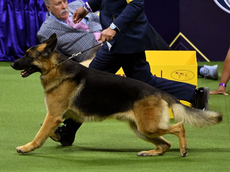 Intelligence doesn't always equate to a dog that's easy to toilet train - but with the German Shepherd that's certainly the case. For a breed that takes drug detection and police work in its stride, knowing where to go to have a pee is hardly a challenge. 
