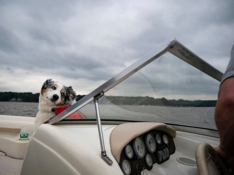 A combination of intelligence and eagerness to please means the Australian Shepherd will quickly get to grips with popping outside.