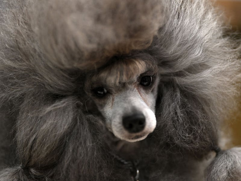 Poodles are extremely intelligent and attentive - very much not just a pretty face (although they are also VERY pretty). They quickly learn patterns and commands, making them responsive to house training routines, especially when paired with consistent scheduling and rewards - as ever, the secret is in the treats.