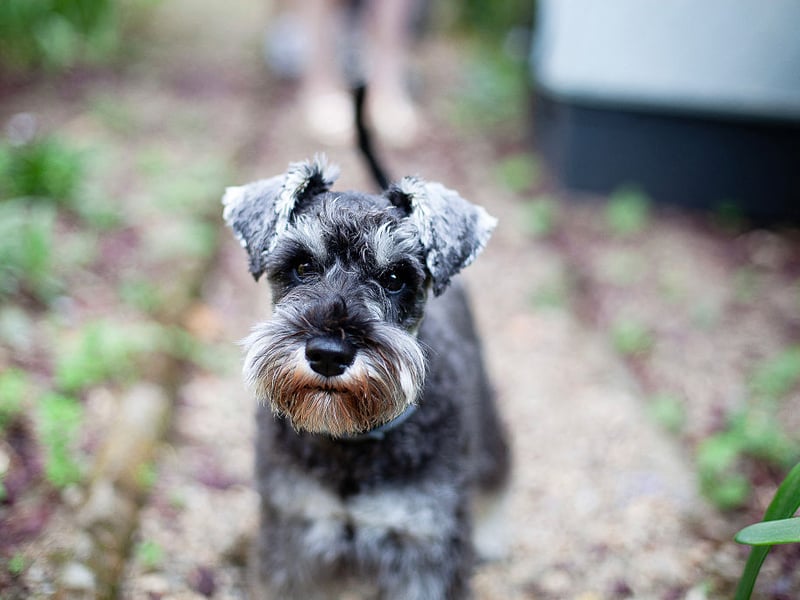 Alert and disciplined, Miniature Schnauzers adapt well to structured routines - and that includes their daily pees. Their eagerness to please and moderate energy levels help them grasp toilet training as quickly as you can say 'good dog'.