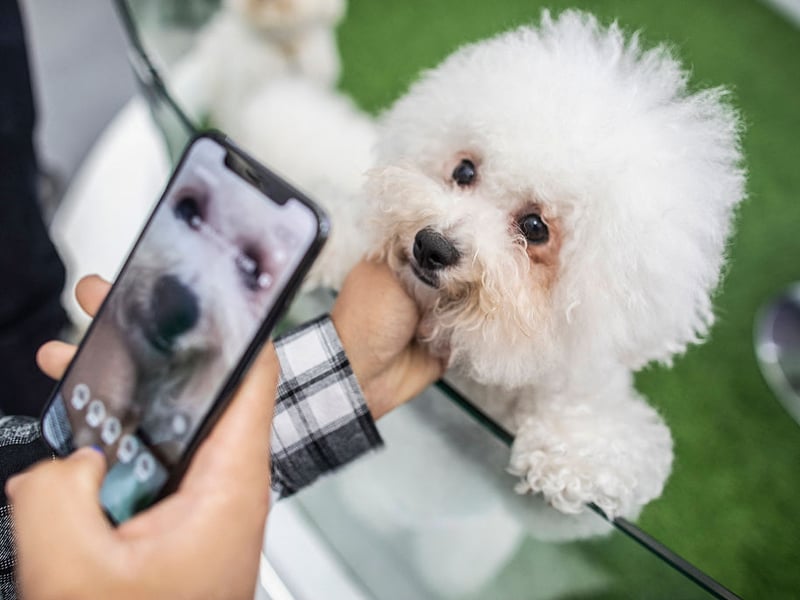 Crate training is particularly effective with the cute Bichon Frise - creating a safe space for your pup that it will want to keep dry and clean. 
