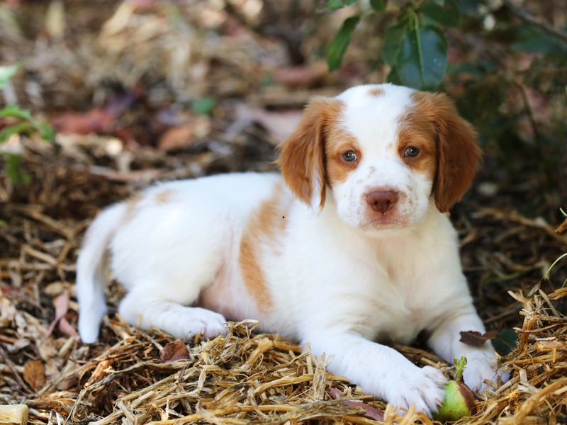 They may be an unusual breed in the UK, but the Brittany is a smart dog that is easy to train. These pups tend to respond more to the carrot than the stick, so you'll want to make sure your pet knows it will get a reward if it behaves. 