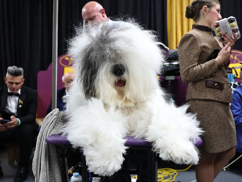 The instantly-recognisable shaggy Old English Sheepdog has actually gone by a few other names during its history - including the Shepherd's Dog and the Bob-Tailed Sheep-Dog. There were 218 new registrations in 2025.