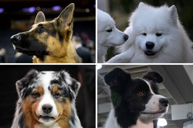 Four of the most popular breeds of pastoral dog.