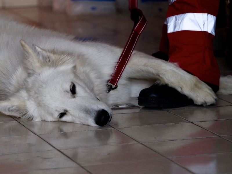 Also known as the Berger Blanc Suisse, the White Swiss Shepherd Dog is descended from whate-coloured purebred German Shepherds. The have always been very popular in the USA and are on the up in the UK - with 119 Royal Kennel Club registrations last year.