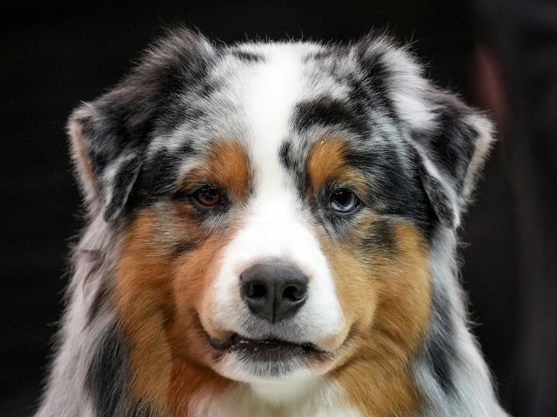 It may be called the Australian Shepherd but this breed of herding dog was actually developed in California in the 19th century. They have become increasingly popular recently, from barely making the top 10 a few years ago to entering the top 5 this year with 364 Royal Kennel Club registrations last year.