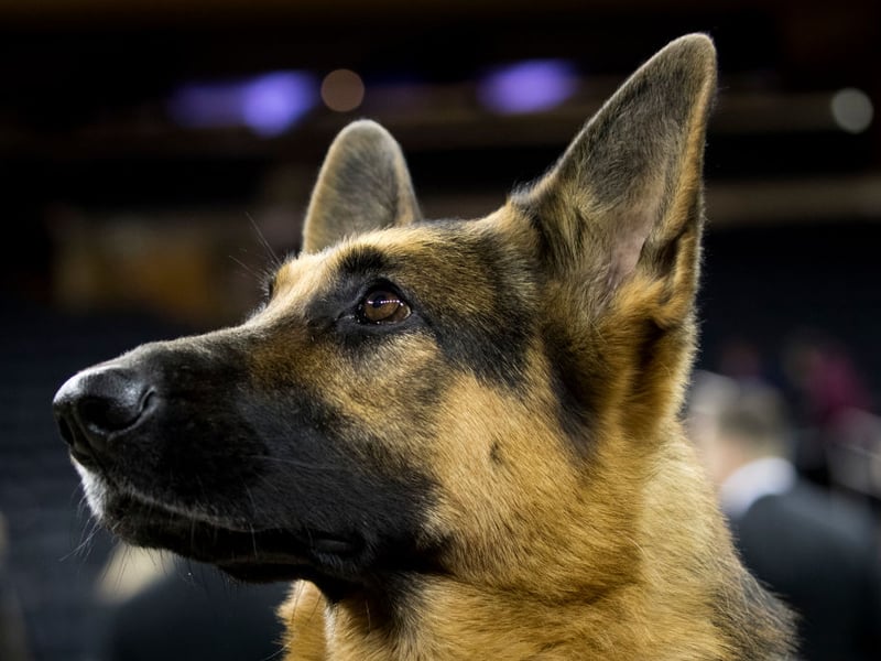 There's no doubting the top dog when it comes to pastoral breeds - there were 4,278 new German Shepherd registrations with the Kennel Club last year.