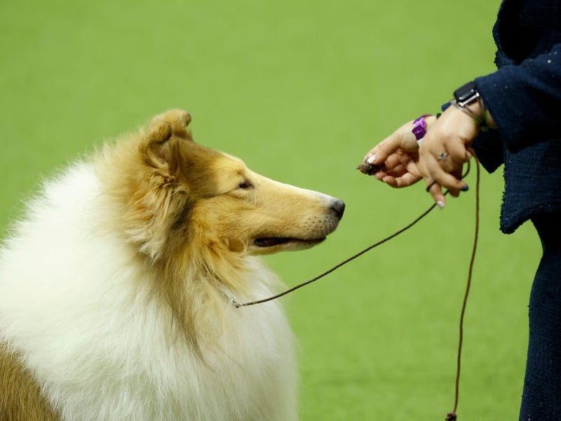Another type of dog originally bred to herd sheep in Scotland, the Rough Collie is now a popular show dog. There were 345 new registrations with the Royal Kennel Club in 2025.