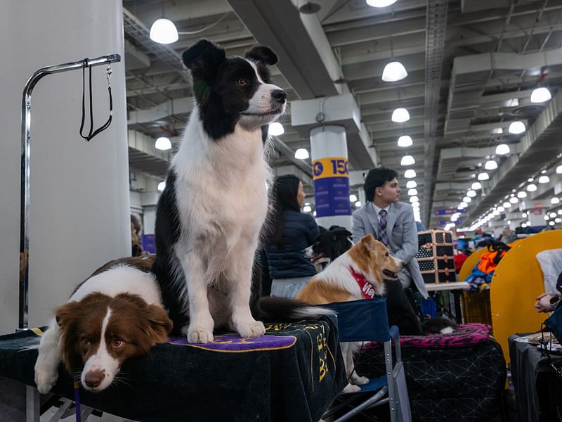Named after the area around the England/Scotland border where it was first bred, the Border Collie is the second most popular of the pastoral breeds. There were 1,292 registrations with the Royal Kennel Club in 2025.