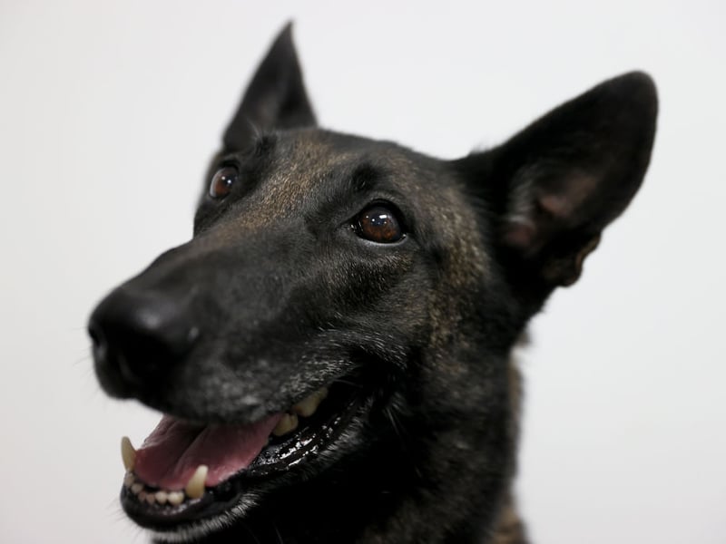 The Malinois is a type of Belgian Shepherd Dog that are often used as police dogs in their homeland. There were 226 new Malinois registrations in the UK last year.