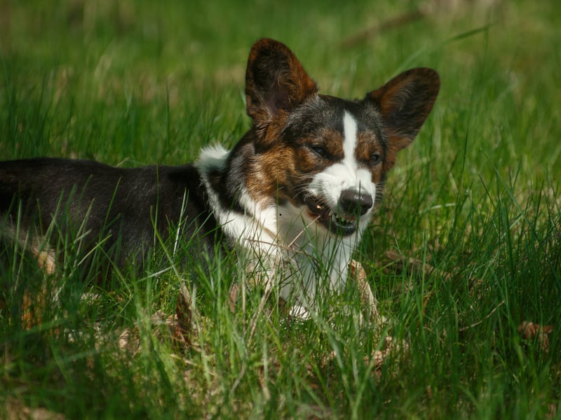 Completing our list of the UK's most popular pastoral dogs is the 'other' breed of corgi - the Welsh Cardigan Corgi - with 80 new 2025 registrations. They are known for their loyalty and the ease with which they can be trained.