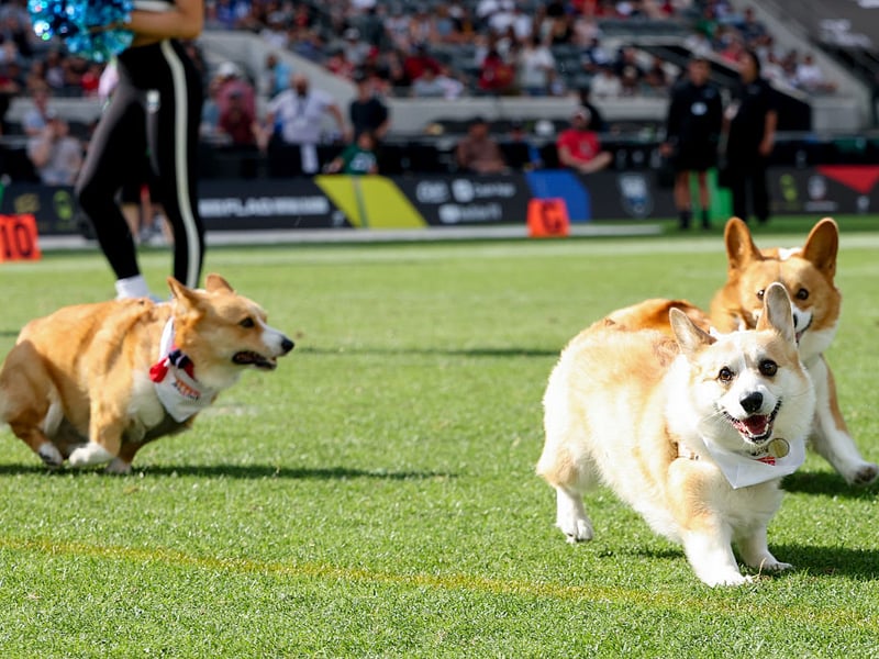 With 758 Royal Kennel Club registrations in 2025, the Pembroke Welsh Corgi is the third most popular breed of pastoral dog. They were originally bred to herd cattle.