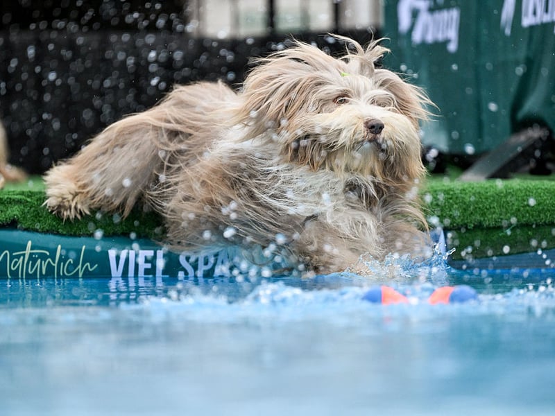 A speedy breed that is always full of energy, the Bearded Collie is one of the most fearsome competitors when it comes to dog sports, including agility tests and obstacle courses at dog shows. There were 158 UK registrations last year.