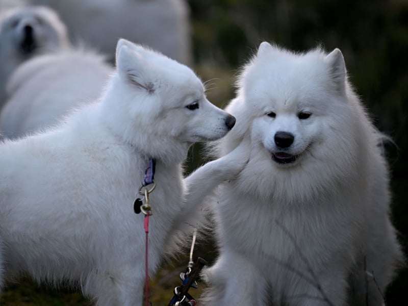 Another breed that has increased in popularity is the Samoyed, which takes its name from the Samoyedic people of Siberia, who bred them to herd reindeer. There were 302 registered last year, meaning theyare now the UK's seventh most popular breed of pastoral dog.