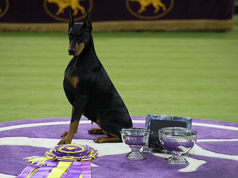 Dobermanns are usually fiercely loyal to their owners but that can also result in signs of aggression to strangers. Early socialisation is a must with this muscular breed. 