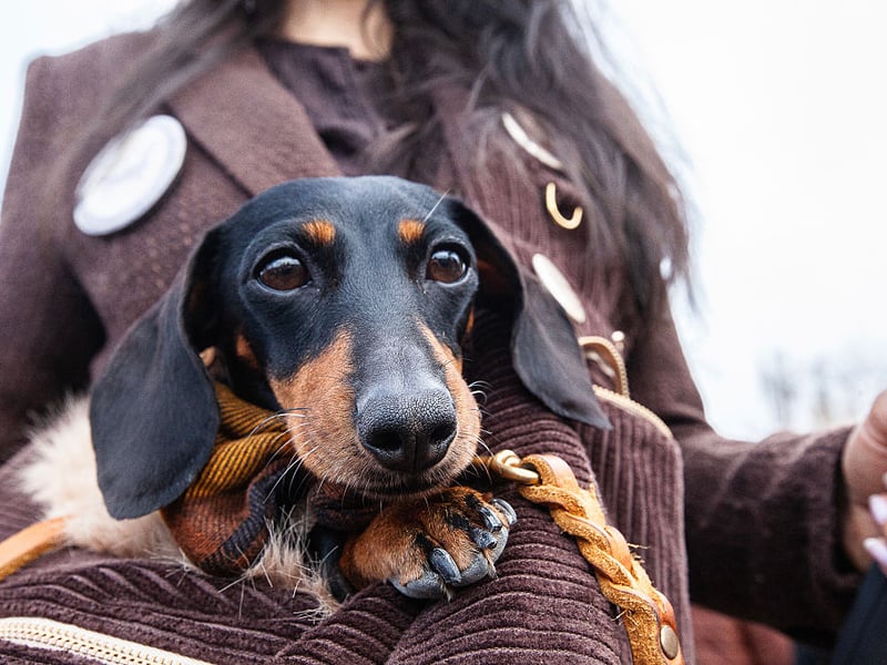 Ask any Dachshund owner and they will confess that their adored pup isn't always the easiest pet to have in the house. Sausage Dogs are notoriously badly behaved and are not averse to turning to snarls, growls and nips if they aren't getting their own way. 