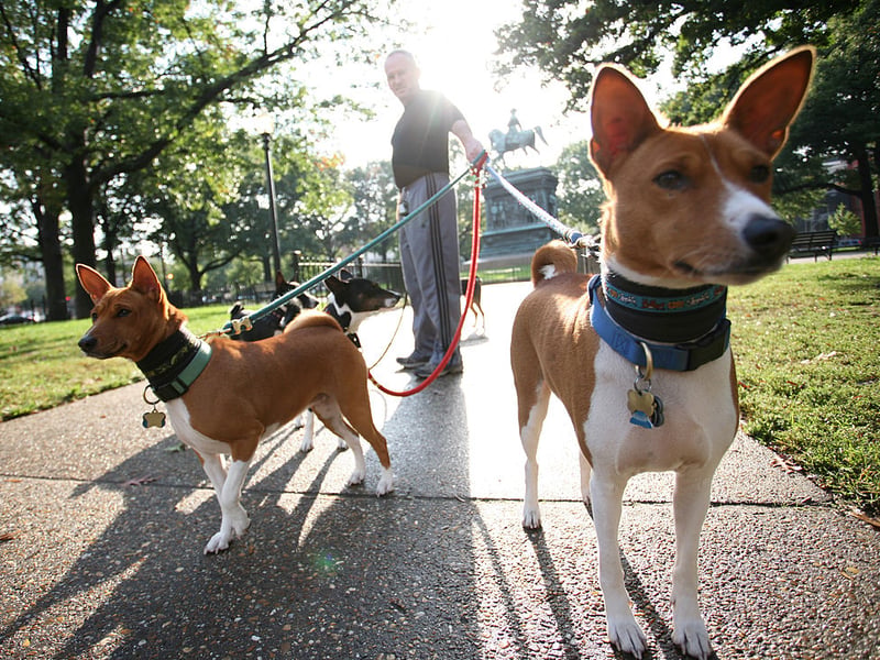 The Banenji famously doesn't bark but it's extreme territorial instincts can lead to problematic aggression - particularly towards other dogs. You also wouldn't want to leave them alone with a small pet like a rabbit or hamster - these are dogs with a sky-high prey drive.