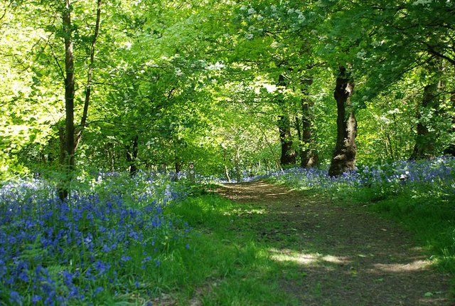 The best time to head down to this nature reserve to see bluebells bloom is typically between late April and into early May. 
Location: Saltwells Lane, Quarry Bank, near Brierley Hill, Dudley