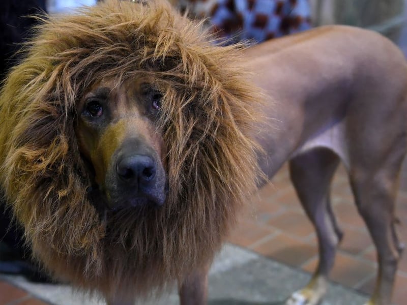 Originally bred to protect cattle from lions in their native Africa, it's perhaps not surprising that the Rhodesian Ridgeback still retains an aggressive streak. They are another breed particularly likely to show aggression towards people they don't know. 