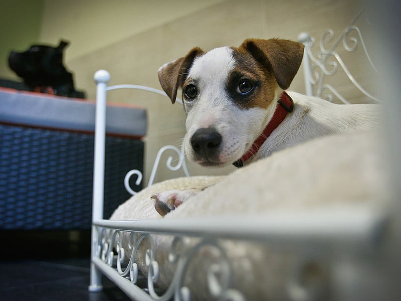 Energetic, bold and tenacious - the Jack Russell Terrier can become hyperactive without firm training and exhibit aggressive behaviour such as nipping, snapping and chasing.