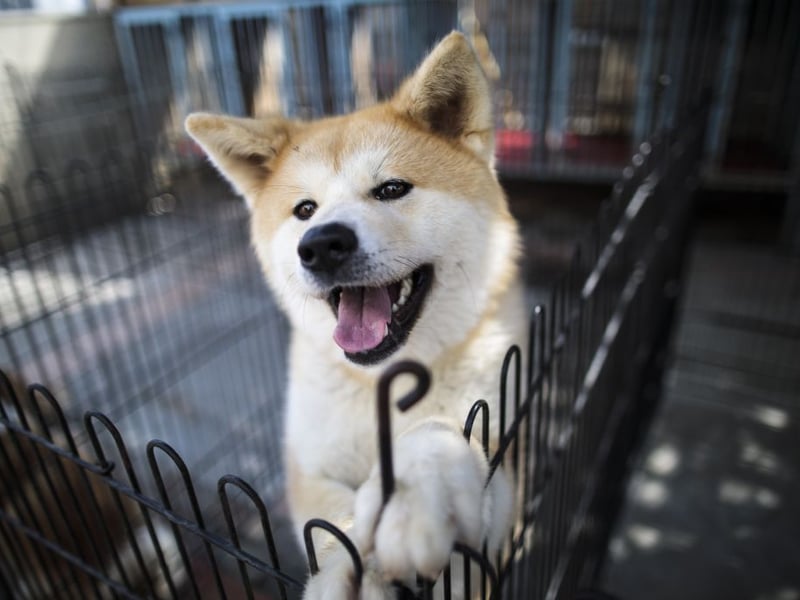  The Akita is essentially Japan's equivalent of the German Shepherd - commonly used as police and guard dogs. Again, it's important to make sure its natural aggression is put to good use. 
