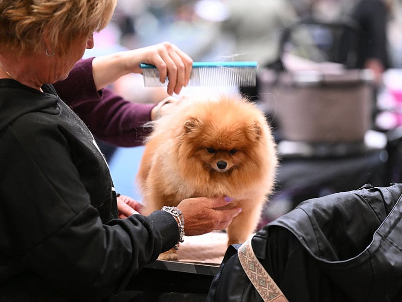 The may look like fluffy balls of fun, but the German Spitz has a reputation of being highly suspicious of strangers - both human and canine. They can be highly reactive, lashing out when nervous. 