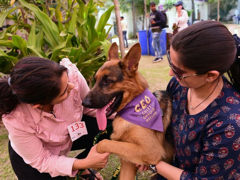 Aggression isn't always a bad thing in a dog - the German Shepherd's temperament means that it excels as a forces dog, police dog and guard dog. While it's not a dog to get on the wrong side of, if the aggression is channelled in the right way it can be a great pet that is sure to protect its beloved family. 