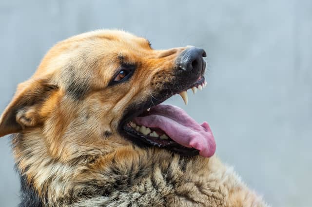 Growling and snarling is one way dogs display aggression.