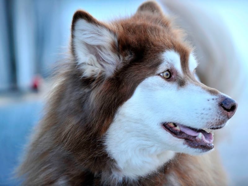 What is true of the Husky tends to also be true of the their close cousin the Alaskan Malamute - and that's the case with possible aggression. They are even bigger than Huskies though, meaning it's even more important for them to be trained properly.