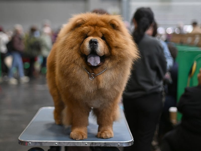 The huge Chow Chow is another dog that should only be considered by experience dog owners. It is a breed that has a dominant personality which can turn to aggression to assert that dominance.
