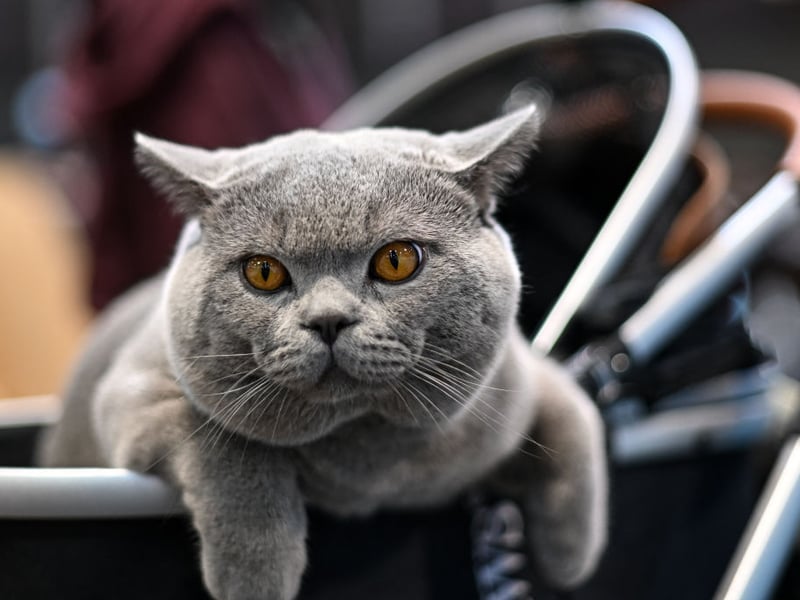 Another of the UK's most popular feline friends, the British Shorthair has an average lifespan of 9.6 years.