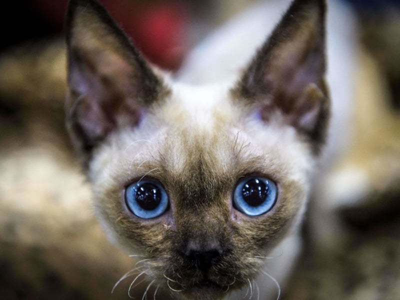 We are Siamese if you please - these exotic cats were found to live for 11.7 years on average.
