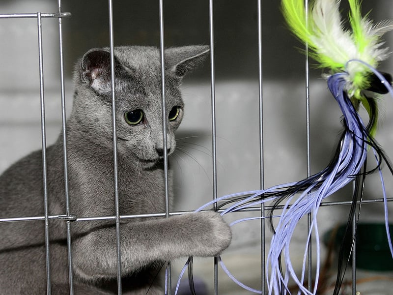 Also known as the Archangel Blue, the Russian Blue arrived in the UK from Russia in the 1860s. Researchers found the breed lived for an average of 9.7 years.