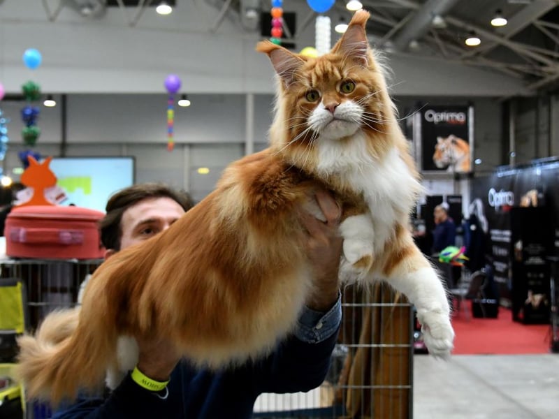 Much loved in the American state from which it takes its name, the Maine Coon was found to live for 9.7 years on average.