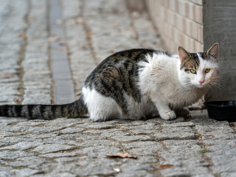 Showing that pedigree cats don't tend to alway live the longest lives, crossbreed 'moggy' cats were found to live for an average of 11.9 years.