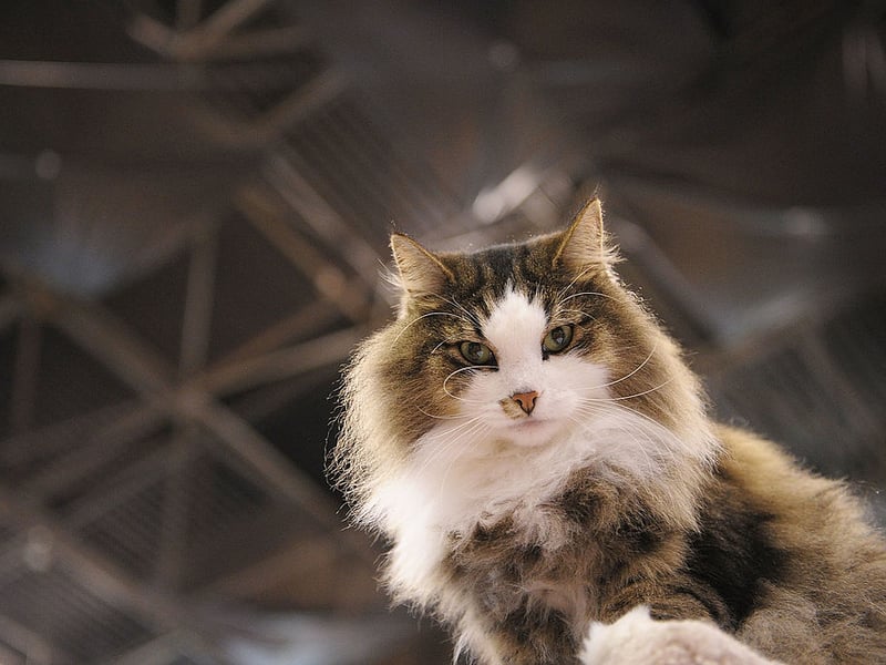 One of the rarer breeds of cat in the UK, the luxuriously-coated Norwegian Forest Cat tends to live for 10 years on average.