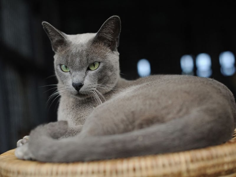 The beautiful Burmese often comes out top in cat lifespan surveys, and so it proved again - with an expected lifespan of 14.4 years.