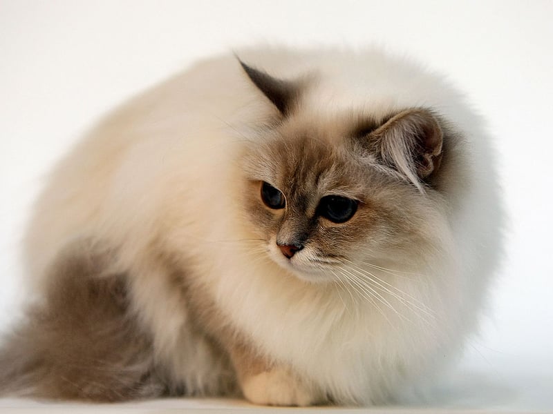 Joint top spot went to the Birman - which you can also expect to live for 14.4 years.
