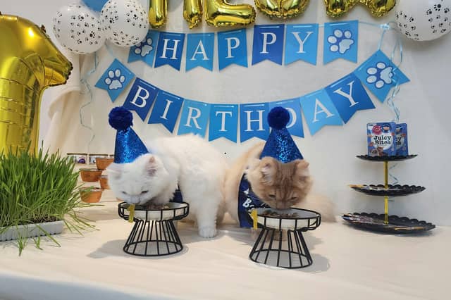 The number of birthdays a cat will celebrate depends on its breed.