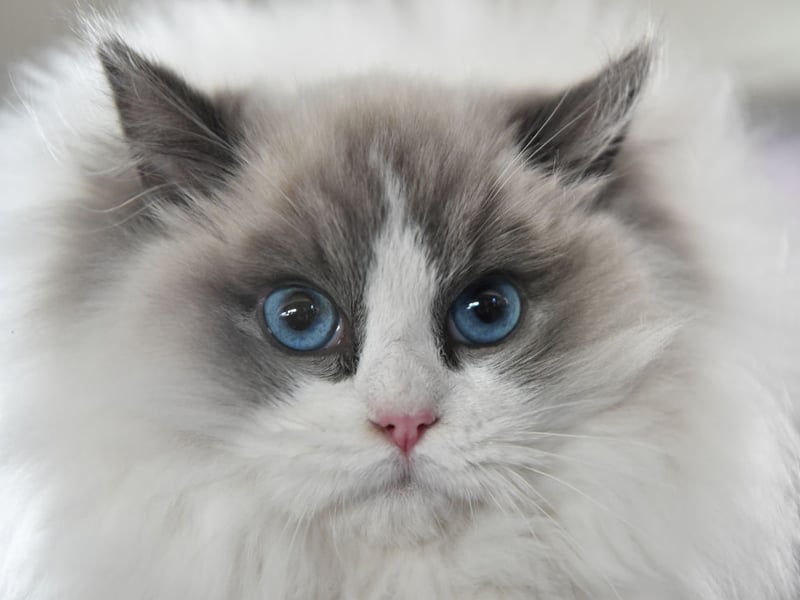 The Ragdoll is the UK's most popular breed of pedigree cat - and also one of the most affectionate. They were found to live for 10.3 years on average