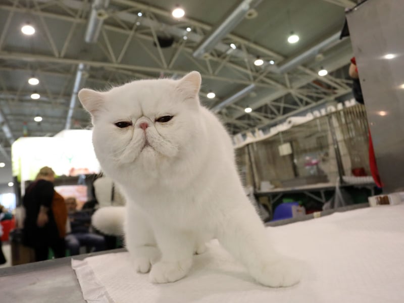 Fluffy Persian Cats can suffer from health issues connected to their flat faces. They were found to live for an average of 10.9 years.
