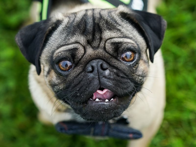 Playful, charming and affectionate, Pugs thrive on human company and are pretty low maintenance. They don't need a huge amount of exercise and are happy living in the most modest of homes.