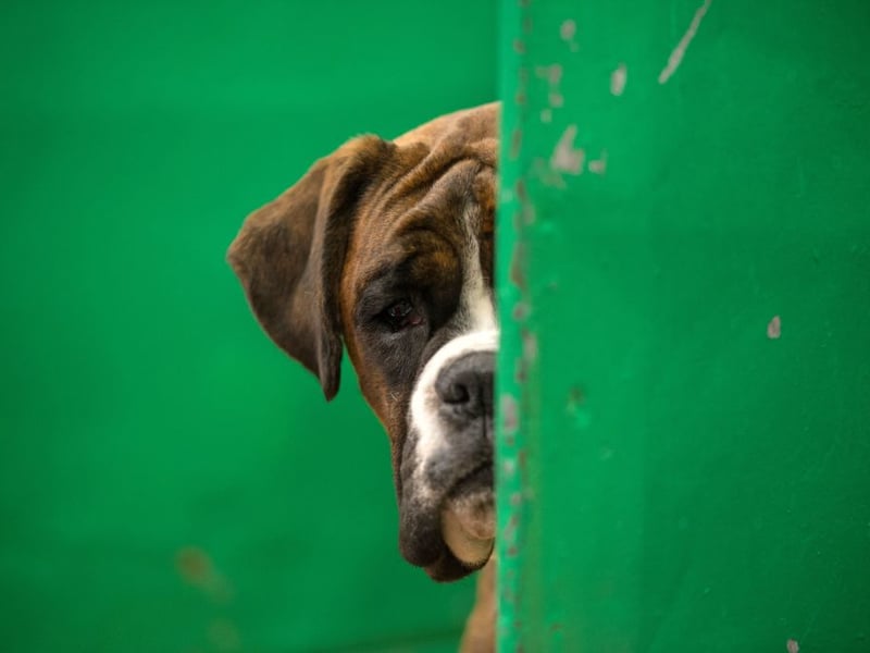 Instinctively protective towards their owners, the Boxer just adores human affection, making for an instantly adorable pet. They are also great with children and need very little grooming.