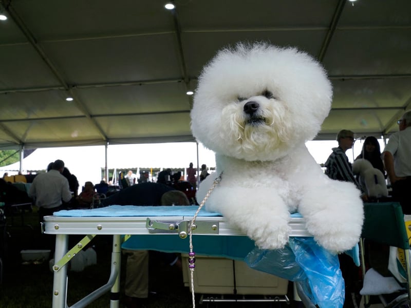 Ideal for those living in a city flat who are looking for a first dog, the Bichon Frise is a cloud-like bundle of fun that is dedicated to its owner by default. They only need moderate exercise so a local park will do them fine most of the time. The only challenge is that, unless you're handy with a pair of clippers, they will need regular trips to the groomer to keep their coats immaculate.