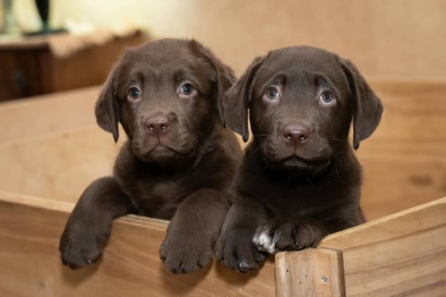 Labradors are one of the dogs recommended for first time dog owners.