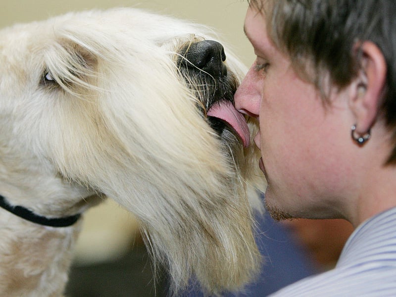 Adaptable to city, country or suburban life, the Soft Coated Wheaten is medium-sized breed of dog that is more easygoing that many of their terrier cousins. They need a decent amount of daily exercise and make a great first-time dog for a family. 